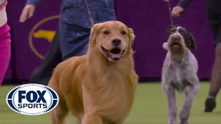 Daniel the golden retriever wins Sporting Group at 2020 Westminster Dog Show  FOX SPORTS [upl. by Les79]