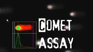 Comet assay  apoptosis assay [upl. by Devan]