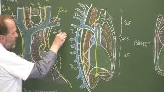 Cross sectional and imaging anatomy of the thorax [upl. by Llemrej558]