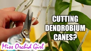 Cutting Dendrobium Orchid canes  When amp how [upl. by Lennod]