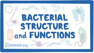 Microbiology Bacteria and Viruses [upl. by Borer]