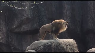 Aslan Kral  Lion RoarLion HuntingDocumentary [upl. by Filmer]