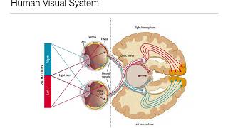 Introduction to Psychology 33 Sensation and Perception Vision [upl. by Loydie]