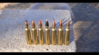 Whats The Best 223 Varmint Bullet [upl. by Atekehs291]