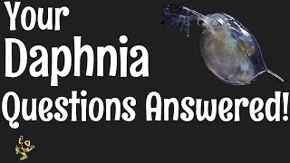 Daphnia Questions Answered [upl. by Elleinod]