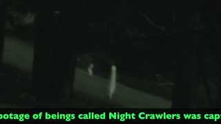 Night Crawler Mystery Solved [upl. by Nnyleak]