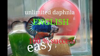 daphnia moina culture Easy way Unlimited production English  with sub Green water Chlorella [upl. by Nivets]