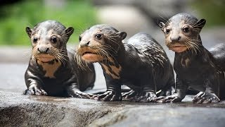 Endangered Giant River Otter Pups [upl. by Niltyak416]