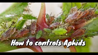 How to control Aphids with Dish Soap [upl. by Walcoff]