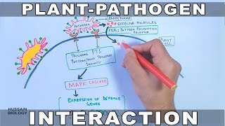 Plant Pathogen Interaction  Signalling [upl. by Pietje466]