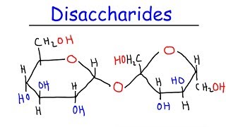 Disaccharides  Sucrose Maltose Lactose  Carbohydrates [upl. by Feucht]