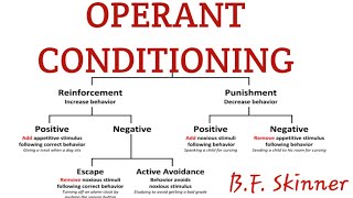 Operant conditioning in learning psychology [upl. by Hanselka]