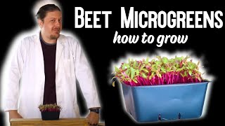 How To GrowBeet Microgreens [upl. by Ylrebme]