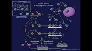 The Coagulation Cascade [upl. by Boles]