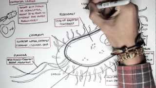 Microbiology  Bacteria Structure [upl. by Nnylatsyrk574]