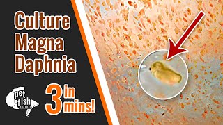 How to culture DAPHNIA MAGNA  The easy way [upl. by Painter]