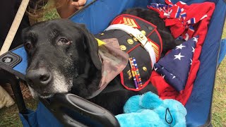 Hero Says Goodbye to Terminally Ill BombSniffing Dog in Heartbreaking Farewell [upl. by Hillary]