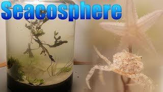 Huge Natural Saltwater Ecosphere  Starfish crabs and a lot more [upl. by Pirozzo]