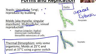 Microbiology Fungi and Algae [upl. by Adahs]