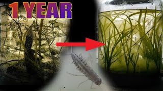 I Put Plants amp Animals in a Jar for a Year This Happened  Spring ecosphere 1 year update [upl. by Cyler]