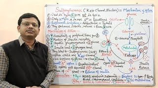 Diabetes Mellitus Part10 Mechanism of Action of Sulfonylurease  Antidiabetic Drugs  Diabetes [upl. by Pfeifer]