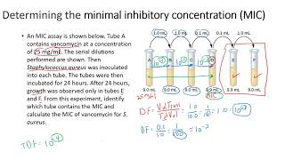 Determining the minimal inhibitory concentration MIC [upl. by Debee]