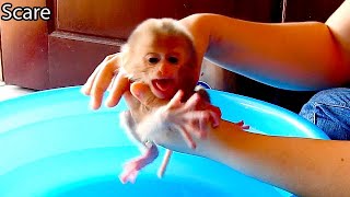 Extremely Scare  Newborn Baby Monkey Dody Cry Seizure In Hand Mom Dont Want Take A Bath [upl. by Storm]