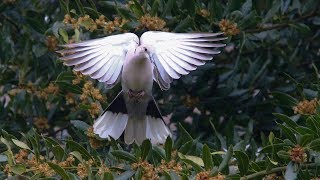 chants amp cris de la tourterelle turque  song amp call collared dove [upl. by Arrahs]