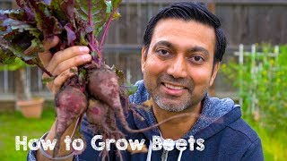 How to Grow Beets from Seed to Harvest [upl. by Bluhm]