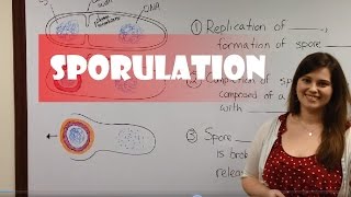 Endospore Formation Sporulation [upl. by Nylaras]