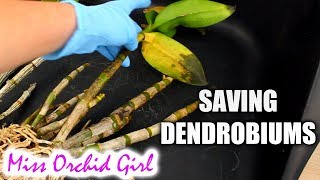 Saving Dendrobium Orchids with mushy yellow leaves  Long transport [upl. by Isteb]