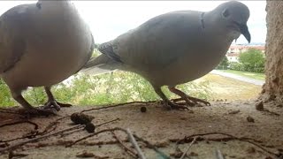 Tourterelles Turque  Eurasian Collared Dove  Streptopelia decaocto [upl. by Granlund]