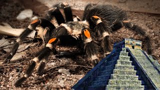 The Flame Knee Tarantula of Central Mexico  Brachypelma auratum [upl. by Araj]