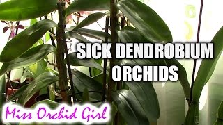 How to deal with sick Dendrobium orchids  rotting roots and pseudobulbs [upl. by Esirahs]