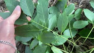 Fraxinus americana white ash [upl. by Oad]