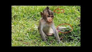 Broken legs baby MONKEY his life nearly death [upl. by Urd]