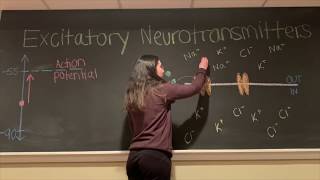 Excitatory vs Inhibitory Neurotransmitters BIOS 041 [upl. by Stucker]