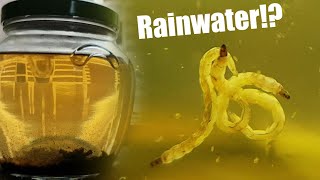 Seeing What Lives In Rainwater By Making A Closed Ecosystem [upl. by Anikes376]