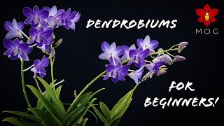 How to Care for Dendrobium Orchids  Phalaenopsis type amp Nobile  Orchid Care for Beginners [upl. by Akiria]