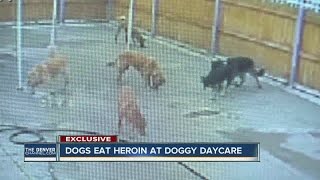 Dogs eat heroin at Denver doggy day care [upl. by Aztilem502]