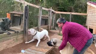 CANECORSO VS KANGAL DOG FİGHT [upl. by Laehcym]