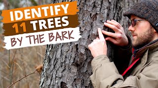 Identify 11 Trees By the Bark Easy Tips [upl. by Lietman781]