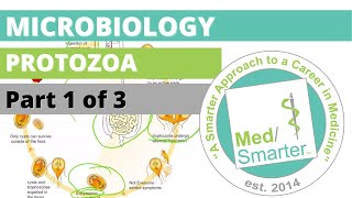 Protozoa  Microbiology  USMLE STEP 1  Part 1 of 3 [upl. by Fitzpatrick]