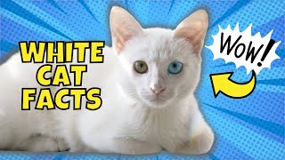 10 Fun Facts About White Cats [upl. by Anitsej]