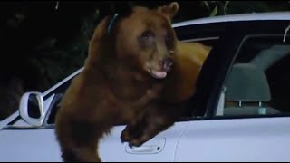 Police Catch Bear Breaking into Cars  Bear Crimes  BBC Earth [upl. by Nylaret281]