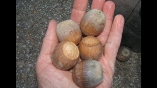 Planting burr oak acorns Huge Texas acorn seeds [upl. by Caves]