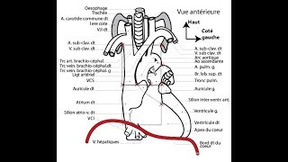 APPAREIL CARDIOVASCULAIRE 1 [upl. by Henrietta]