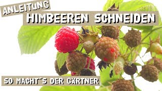 Himbeeren Schneiden  Anleitung vom Gärtner [upl. by Ynattyrb609]