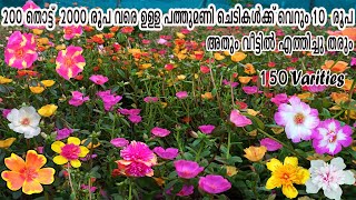 പത്തുമണി varities  150 Collections   Just 10 Rs  Door Delivery Available [upl. by Tillio]