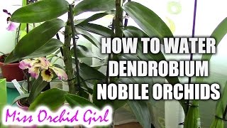 How to water Dendrobium Nobile orchids  Tips for healthy orchids [upl. by Tenom]